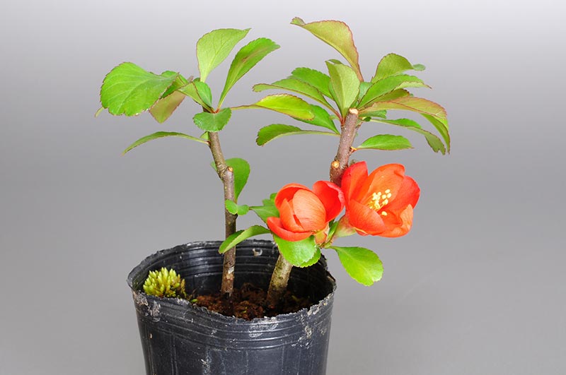 クサボケ-B（くさぼけ・草木瓜）花もの盆栽の販売と育て方・作り方・Chaenomeles japonica bonsai