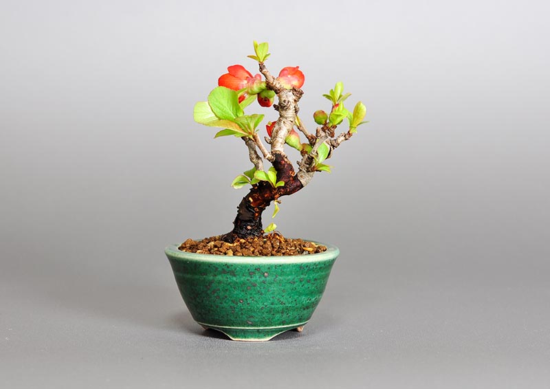 クサボケF（くさぼけ・草木瓜）花もの盆栽の販売と育て方・作り方・Chaenomeles japonica bonsai photo