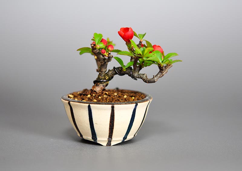 クサボケG（くさぼけ・草木瓜）花もの盆栽の販売と育て方・作り方・Chaenomeles japonica bonsai photo