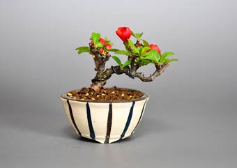 クサボケ-G（くさぼけ・草木瓜）盆栽の樹作りの参考樹形・Chaenomeles japonica Best bonsai