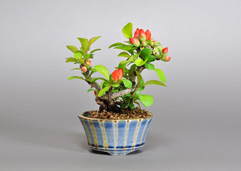 クサボケ-H（くさぼけ・草木瓜）盆栽の樹作りの参考樹形・Chaenomeles japonica Best bonsai