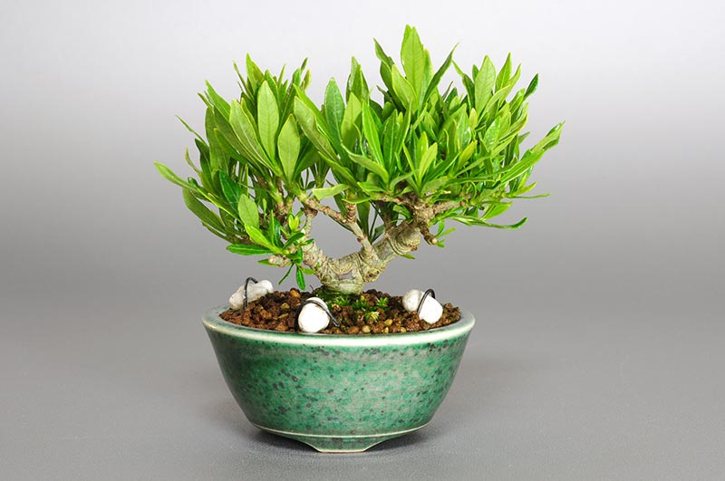 クチナシ-B1（くちなし・梔子）花もの盆栽の販売と育て方・作り方・Gardenia jasminoides bonsai