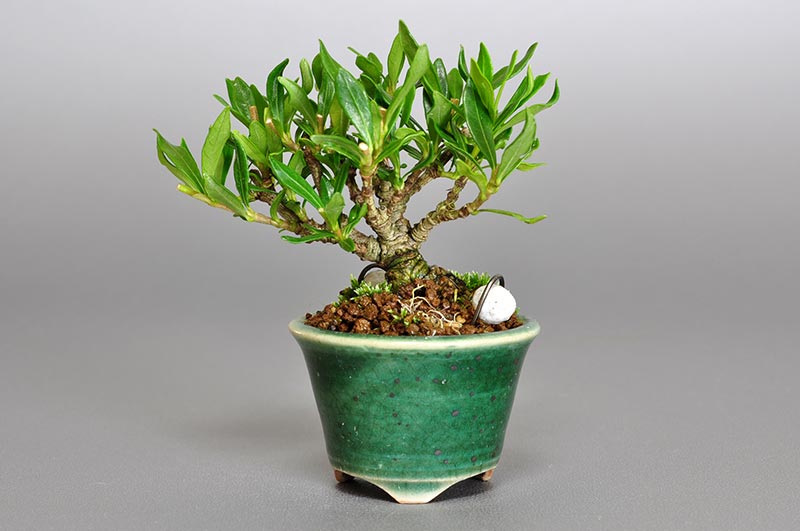 クチナシ-G1（くちなし・梔子）花もの盆栽の販売と育て方・作り方・Gardenia jasminoides bonsai