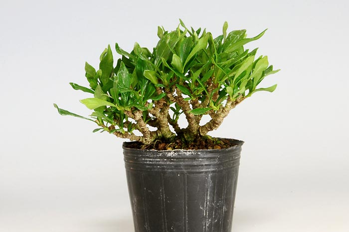 クチナシ-H（くちなし・梔子）花もの盆栽の販売と育て方・作り方・Gardenia jasminoides bonsai