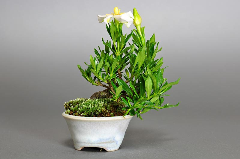 クチナシ-H1（くちなし・梔子）花もの盆栽の販売と育て方・作り方・Gardenia jasminoides bonsai