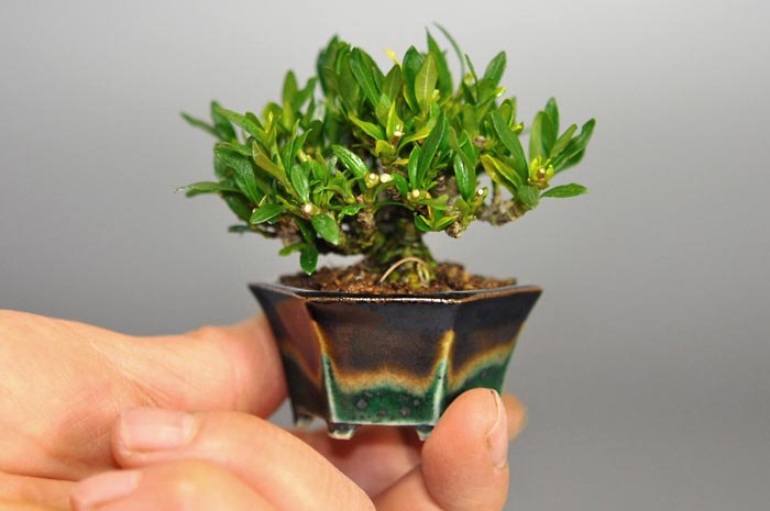 クチナシ-L（くちなし・梔子）花もの盆栽の手乗りの景色・Gardenia jasminoides bonsai