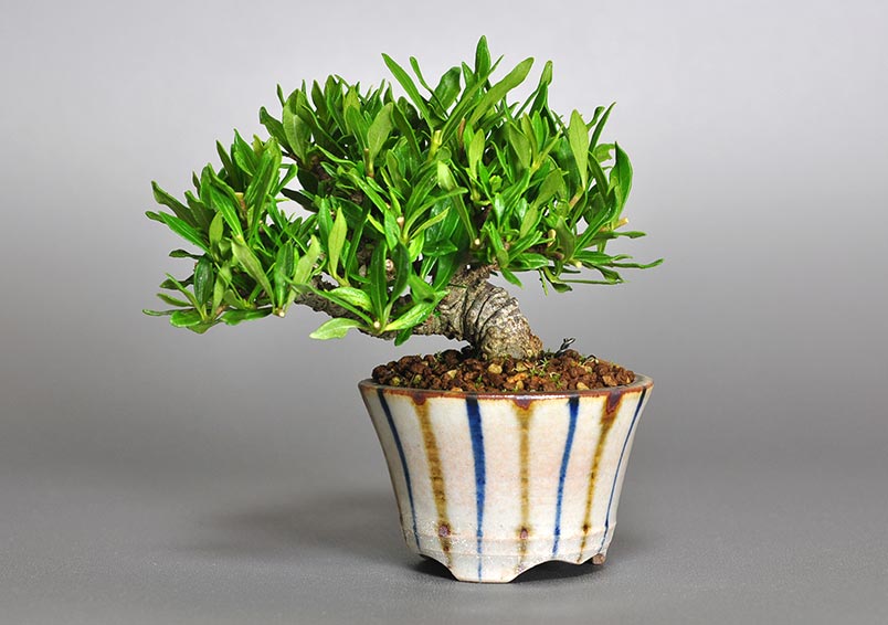 クチナシ-N1（くちなし・梔子）花もの盆栽の販売と育て方・作り方・Gardenia jasminoides bonsai
