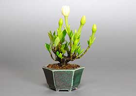 クチナシP（くちなし・梔子）花もの盆栽の成長記録-1・Gardenia jasminoides bonsai