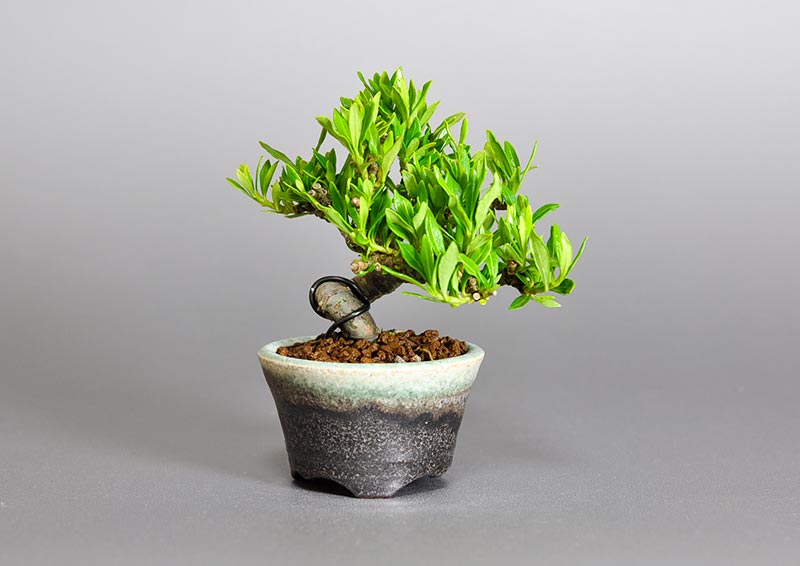 クチナシ-P1（くちなし・梔子）花もの盆栽の販売と育て方・作り方・Gardenia jasminoides bonsai