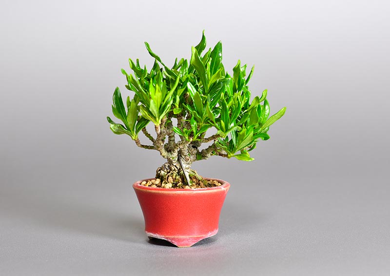 クチナシ-S1（くちなし・梔子）花もの盆栽の販売と育て方・作り方・Gardenia jasminoides bonsai