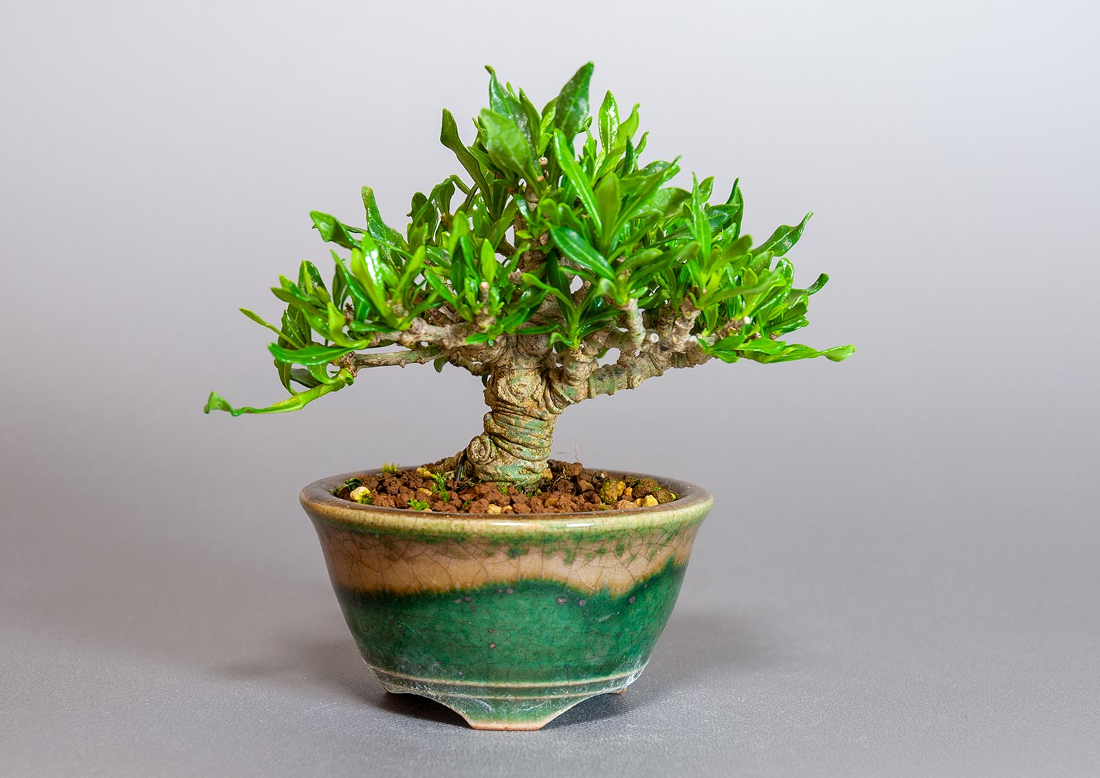 クチナシ-U1（くちなし・梔子）花もの盆栽の販売と育て方・作り方・Gardenia jasminoides bonsai