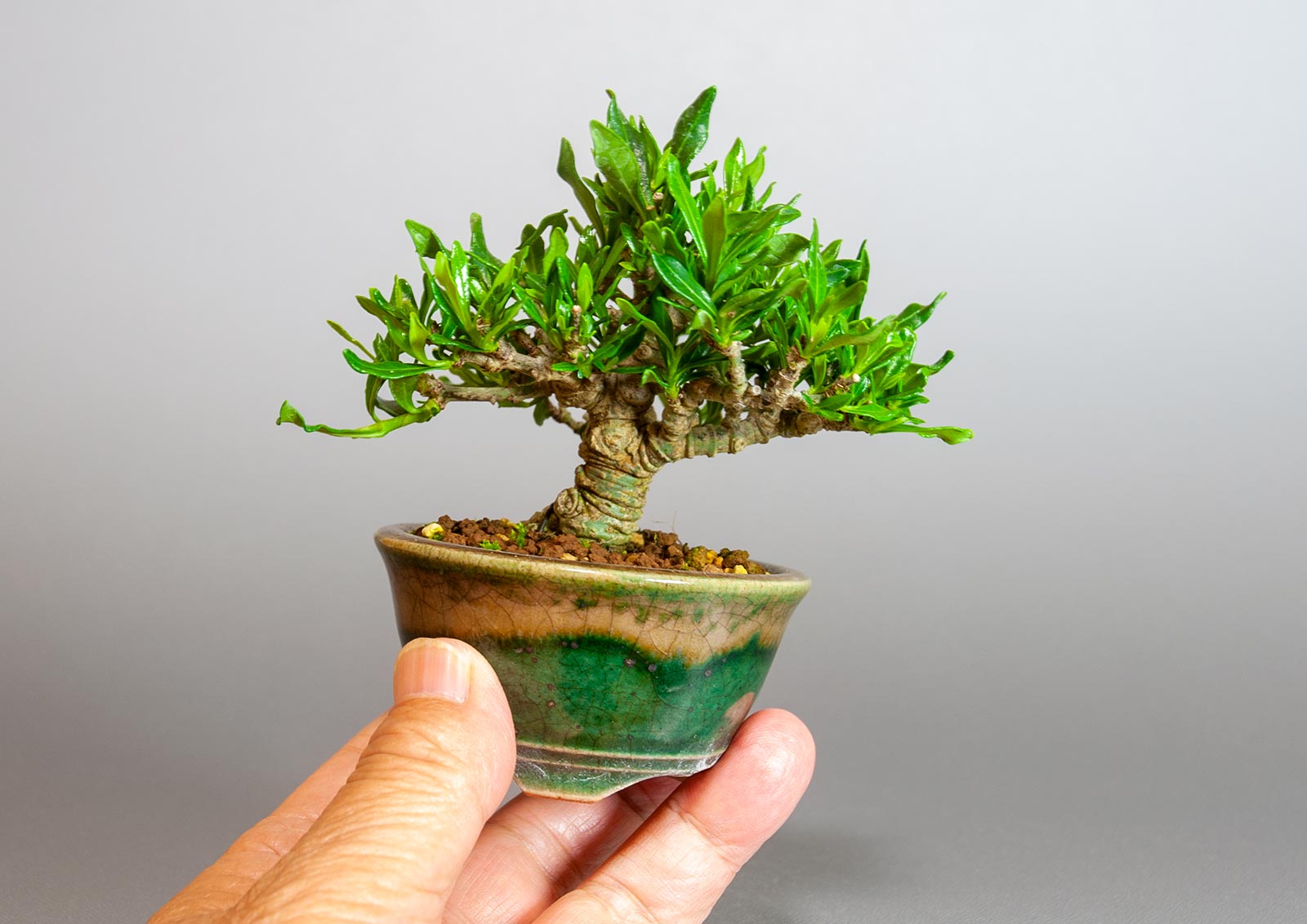 クチナシ-U1（くちなし・梔子）花もの盆栽の手乗りの景色・Gardenia jasminoides bonsai