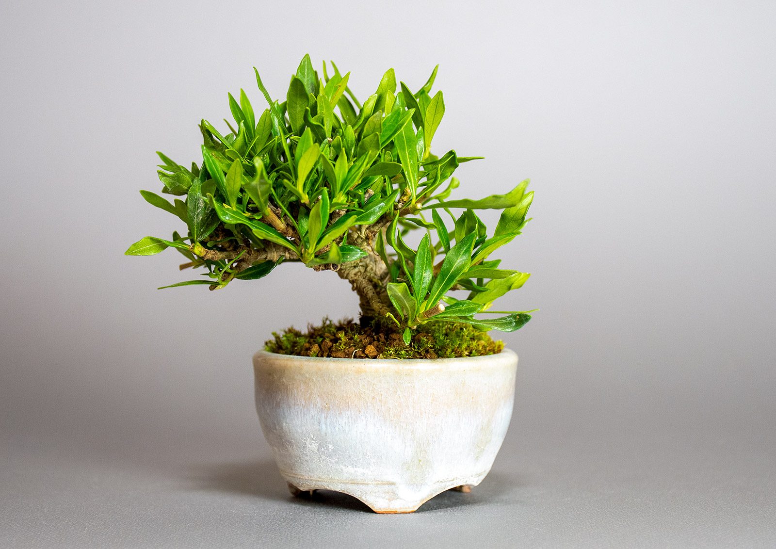 クチナシ-V1（くちなし・梔子）花もの盆栽の販売と育て方・作り方・Gardenia jasminoides bonsai