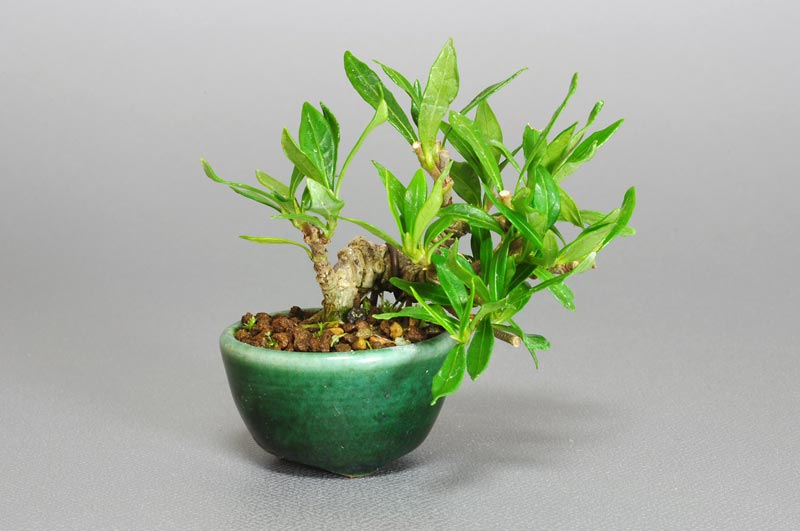 クチナシW（くちなし・梔子）花もの盆栽の販売と育て方・作り方・Gardenia jasminoides bonsai