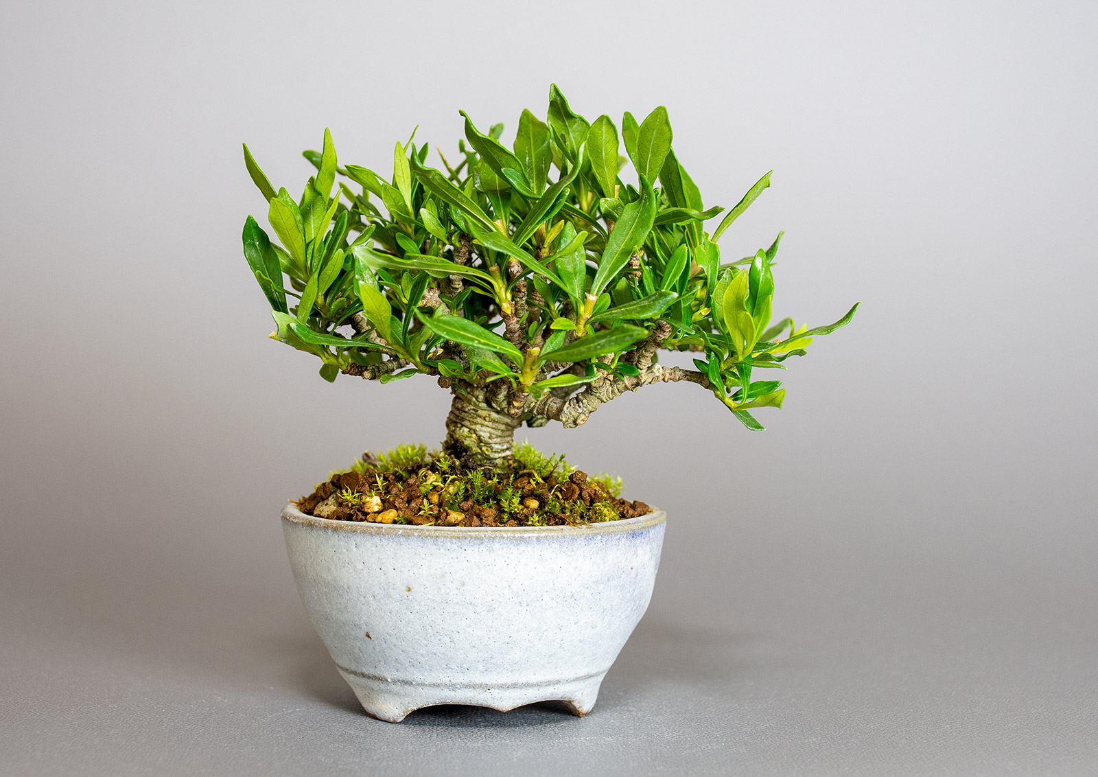 クチナシ-W1（くちなし・梔子）花もの盆栽の販売と育て方・作り方・Gardenia jasminoides bonsai