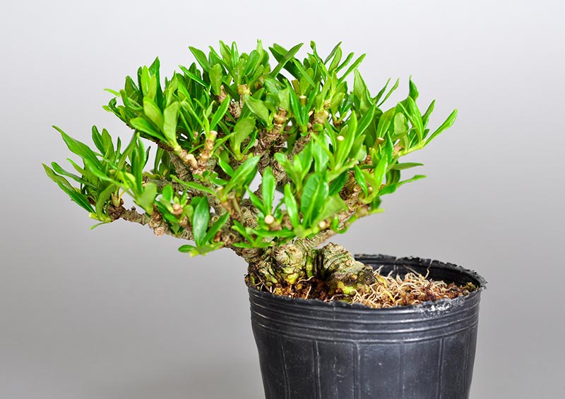 クチナシX（くちなし・梔子）ミニ盆栽の販売と育て方・作り方・Gardenia jasminoides bonsai photo