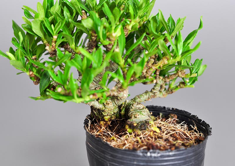 クチナシX（くちなし・梔子）ミニ盆栽を拡大して見た景色・Gardenia jasminoides bonsai photo