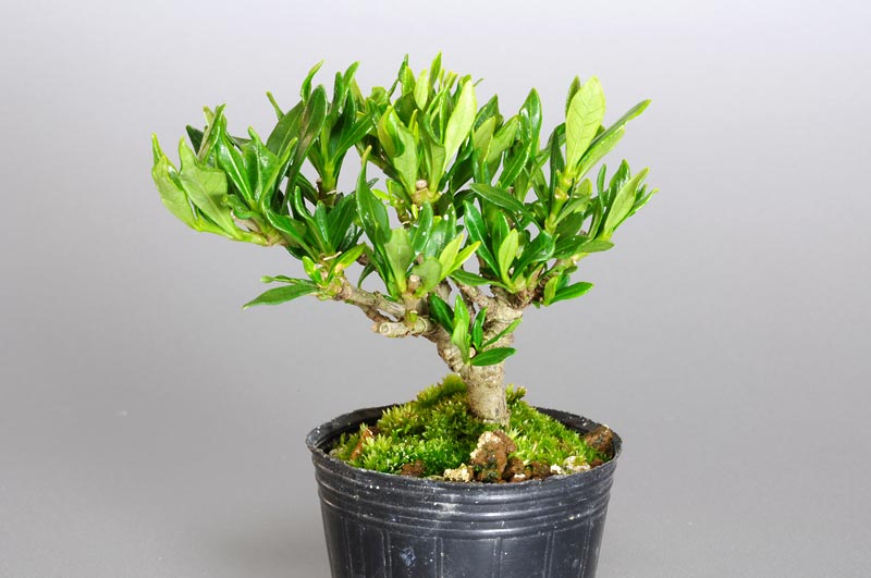 クチナシY（くちなし・梔子）豆盆栽の販売と育て方・作り方・Gardenia jasminoides bonsai photo