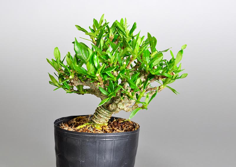 クチナシZ（くちなし・梔子）ミニ盆栽の販売と育て方・作り方・Gardenia jasminoides bonsai photo