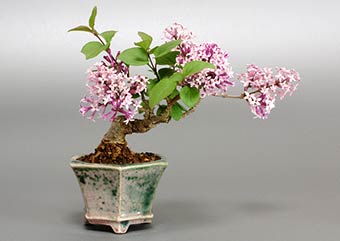 ヒメライラック-A（ひめらいらっく・姫ライラック）盆栽の樹作りの参考樹形・Syringa microphylla Best bonsai