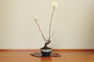 マンサク-M（まんさく・満作）盆栽の樹作りの参考樹形・Hamamelis japonica Best bonsai
