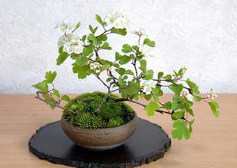ミツデイワガサ-B（みつでいわがさ・三つ手岩傘）盆栽の樹作りの参考樹形・Spiraea blumei Best bonsai