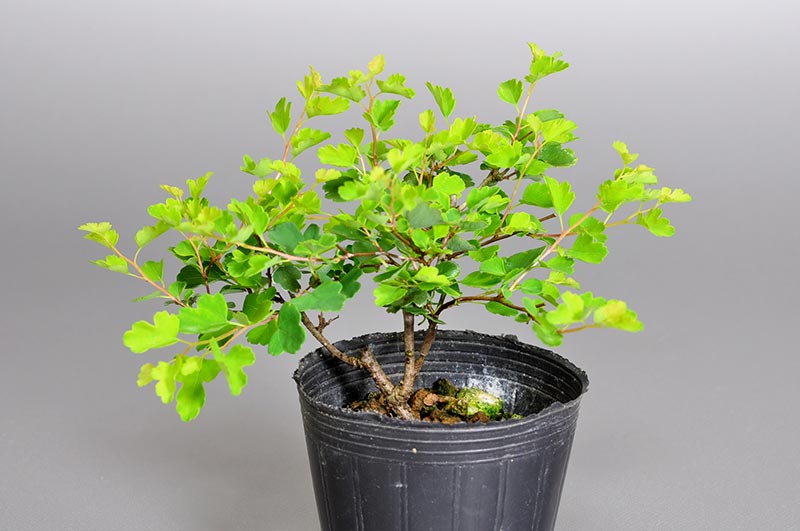 ミツデイワガサ-D1（みつでいわがさ・三つ手岩傘）花もの盆栽の販売と育て方・作り方・Spiraea blumei bonsai