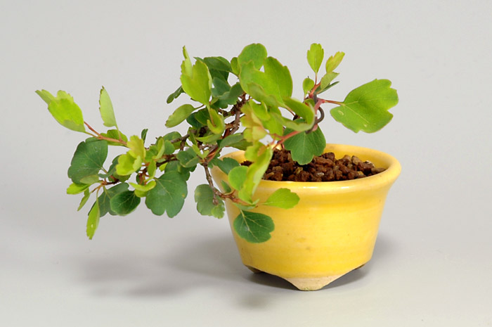 ミツデイワガサ-K（みつでいわがさ・三つ手岩傘）雑木盆栽の販売と育て方・作り方・Spiraea blumei bonsai