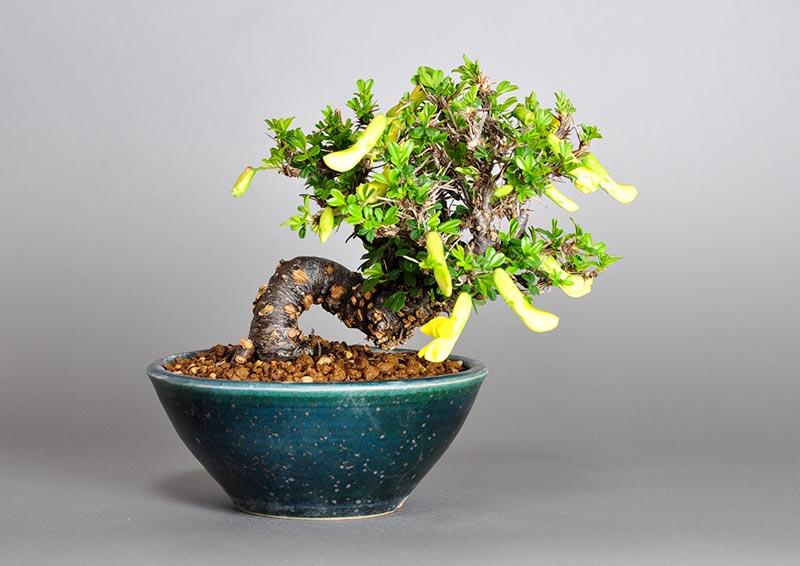 ムレスズメ-A（むれすずめ・群雀）花もの盆栽の販売と育て方・作り方・Caragana sinica bonsai