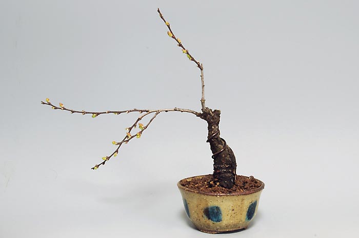 ニワウメR（にわうめ・庭梅）花もの盆栽の販売と育て方・作り方・Prunus japonica bonsai photo