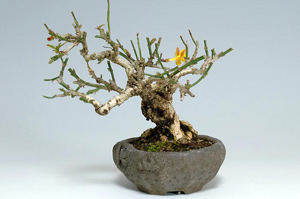 オウバイ-D（おうばい・黄梅）盆栽の樹作りの参考樹形・Jasminum nudiflorum Best bonsai