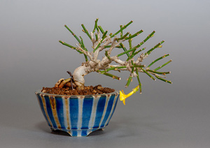 オウバイ-G（おうばい・黄梅）盆栽の樹作りの参考樹形・Jasminum nudiflorum Best bonsai