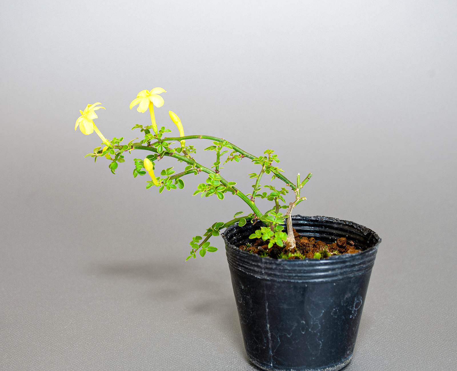 オウバイ-H（おうばい・黄梅）花もの盆栽の販売と育て方・作り方・Jasminum nudiflorum bonsai