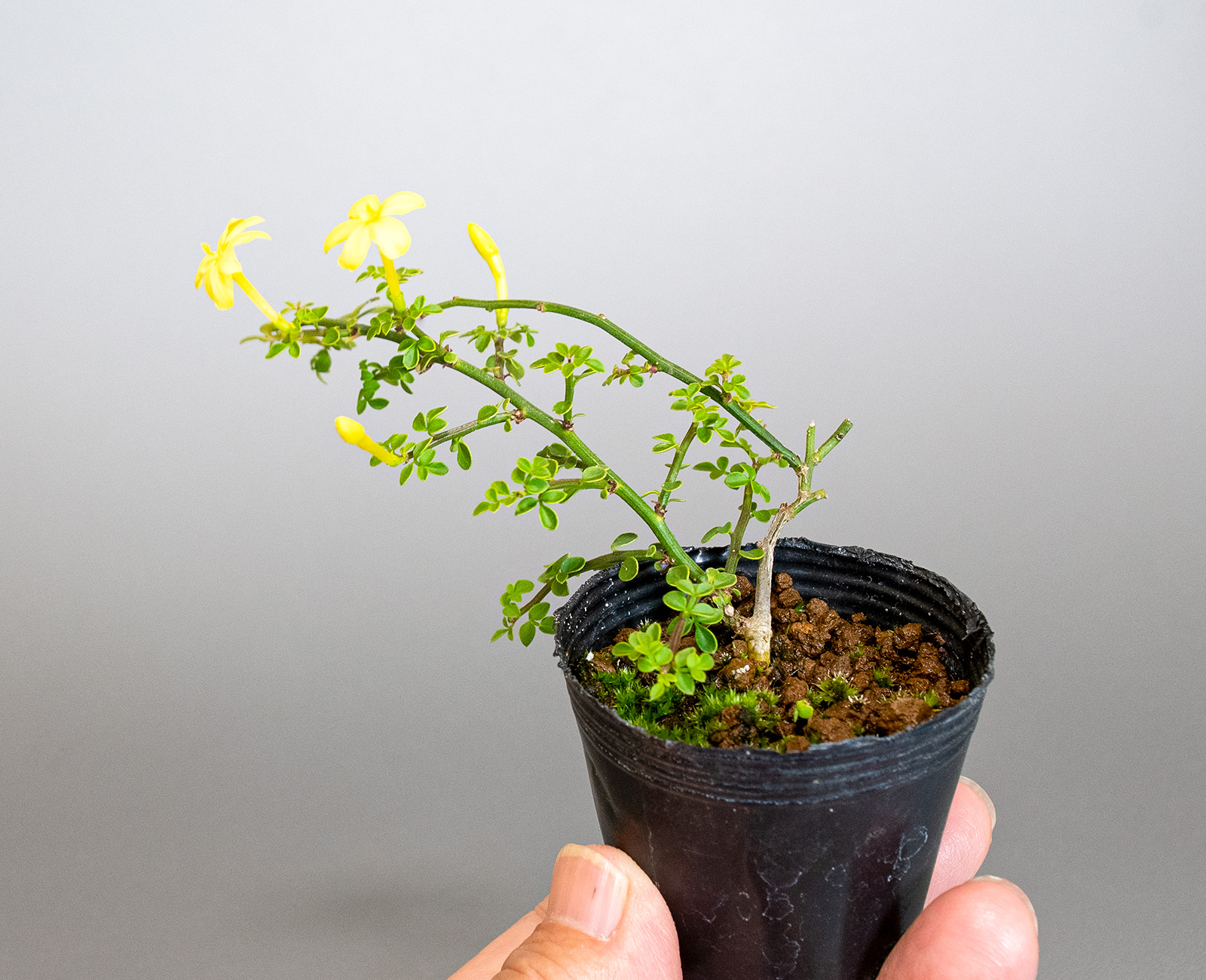 オウバイ-H（おうばい・黄梅）花もの盆栽の手乗りの景色・Jasminum nudiflorum bonsai