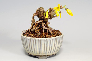 レンギョウ-A（れんぎょう・連翹）盆栽の樹作りの参考樹形・Forsythia suspensa Best bonsai