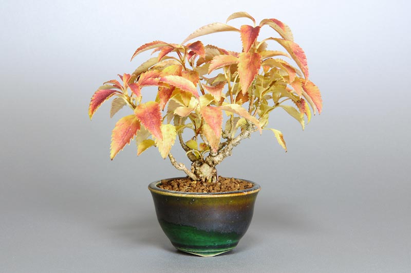 レンギョウ-B（れんぎょう・連翹）花もの盆栽の販売と育て方・作り方・Forsythia suspensa bonsai