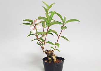 サラサウツギ-A（さらさうつぎ・更紗空木）盆栽の樹作りの参考樹形・Deutzia crenata f. plena Best bonsai