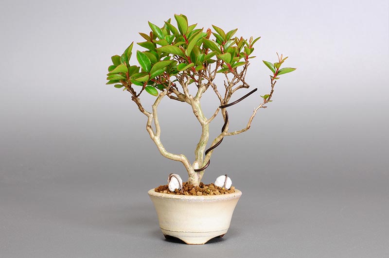 サルスベリ-A2（さるすべり・百日紅）花もの盆栽の販売と育て方・作り方・Lagerstroemia indica bonsai