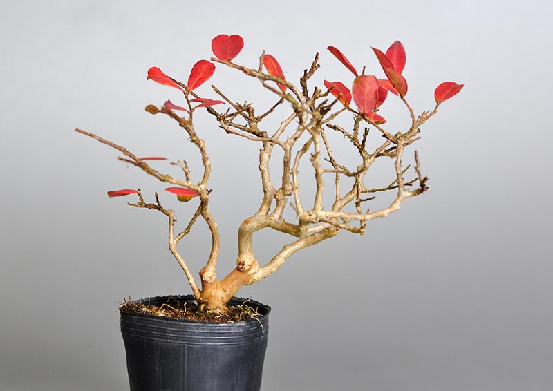 サルスベリ-D3（さるすべり・百日紅）花もの盆栽の販売と育て方・作り方・Lagerstroemia indica bonsai