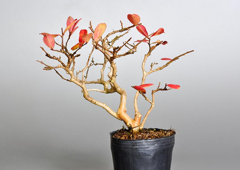 サルスベリ-D3（さるすべり・百日紅）花もの盆栽を裏側から見た景色・Lagerstroemia indica bonsai
