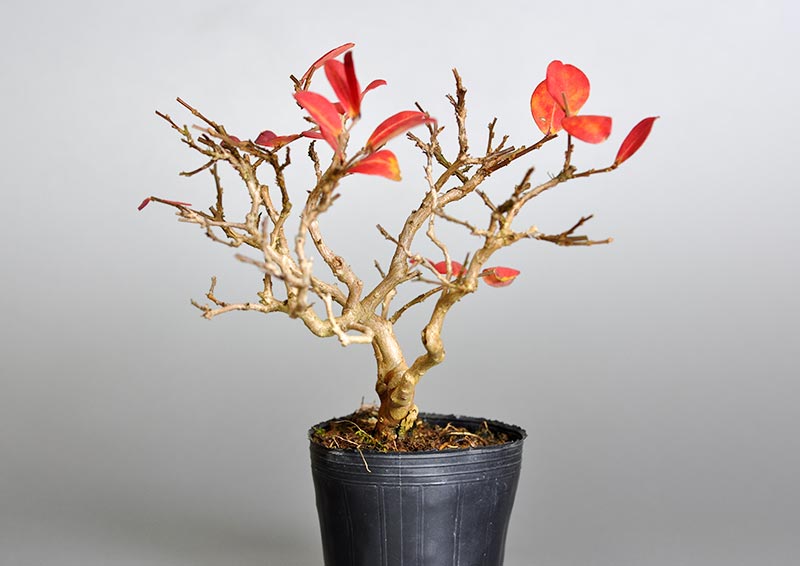 サルスベリ-D3（さるすべり・百日紅）花もの盆栽を右側から見た景色・Lagerstroemia indica bonsai