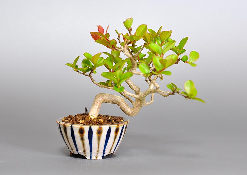 サルスベリ-E3（さるすべり・百日紅）花もの盆栽の販売と育て方・作り方・Lagerstroemia indica bonsai