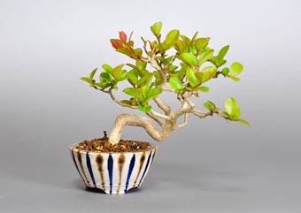 サルスベリ-E3（さるすべり・百日紅）盆栽の樹作りの参考樹形・Lagerstroemia indica Best bonsai