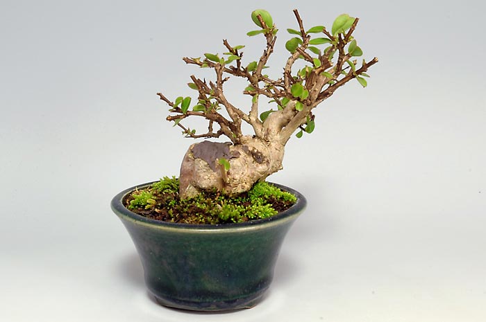 サルスベリF（さるすべり・百日紅）花もの盆栽を裏側から見た景色・Lagerstroemia indica bonsai photo