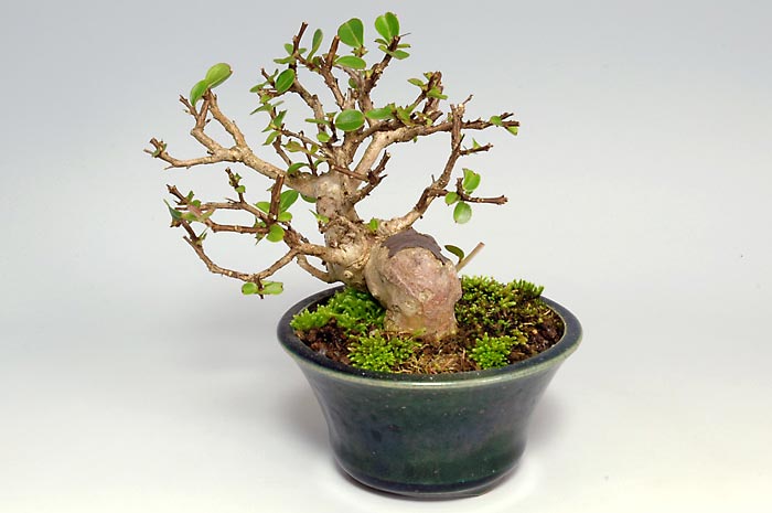 サルスベリF（さるすべり・百日紅）花もの盆栽を右側から見た景色・Lagerstroemia indica bonsai photo