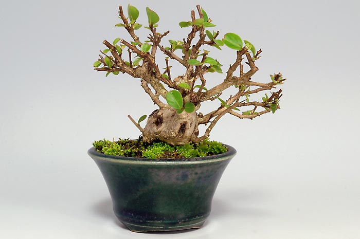 サルスベリF（さるすべり・百日紅）花もの盆栽を左側から見た景色・Lagerstroemia indica bonsai photo