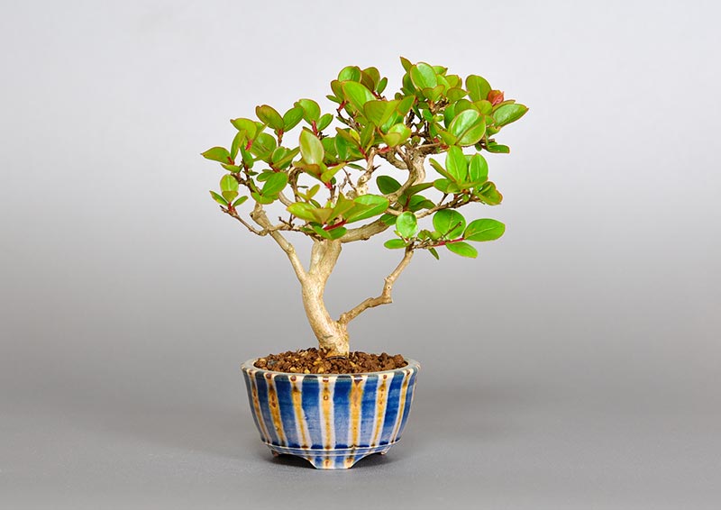 サルスベリ-F3（さるすべり・百日紅）花もの盆栽の販売と育て方・作り方・Lagerstroemia indica bonsai photo