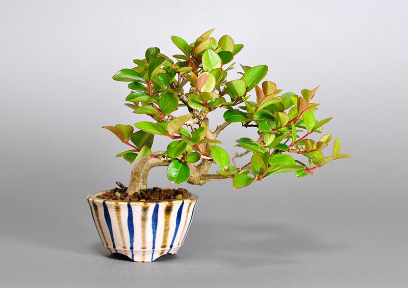サルスベリ-H3（さるすべり・百日紅）花もの盆栽の販売と育て方・作り方・Lagerstroemia indica bonsai photo
