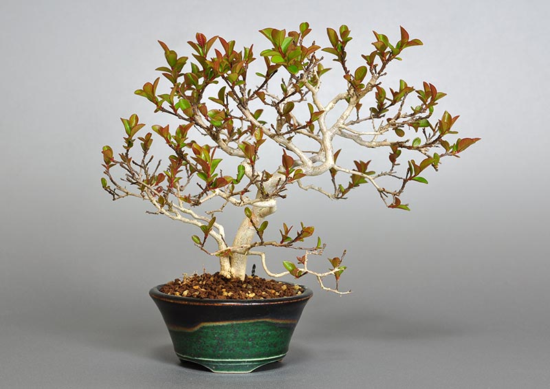 サルスベリ-J2（さるすべり・百日紅）花もの盆栽の販売と育て方・作り方・Lagerstroemia indica bonsai