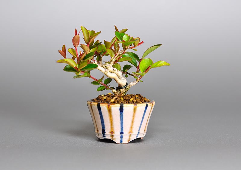 サルスベリ-J3（さるすべり・百日紅）花もの盆栽の販売と育て方・作り方・Lagerstroemia indica bonsai photo